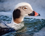 Portrait of a Long-tailed Duck