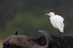 Cattle Egret riding on the back of a Water Buffalo