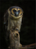 Asian Brown Wood Owl