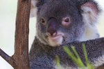 Koalas portfolio
