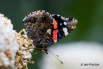 Red Admiral Butterfly - underwing and upperwing