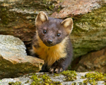 Pine Marten - Martes martes