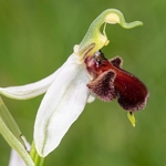 Bee Orchid Variation (Ophrys apifera var fulvofusca). 
