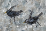 Blackbird Detail