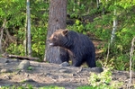 Brown Bear