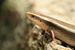 Skink close-up, Cambodia