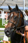 270523-Race 6-Quantum Impact-0937