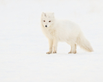 White Arctic Fox, snow background, Svalbard, Norway