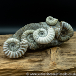 Sold scun 152 Aegasteroceras sp Multi piece