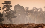 2 Deer_Rendlesham Forest_Suffolk