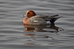 Wigeon