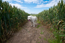 Kasper's Walkies! portfolio