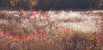 Autumn Meadow Backlit