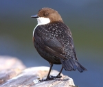 Dipper