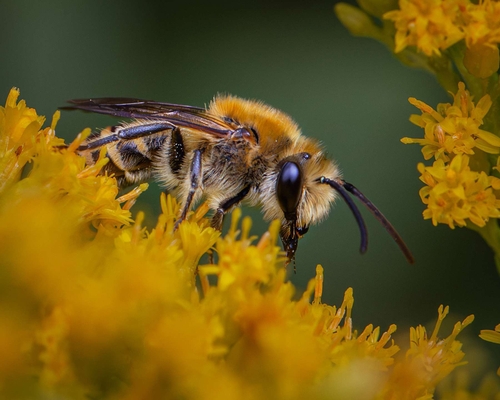 This is the first Ivy Bee (Colletes hederae) that I've seen in 2026; was in our Staffordshire garden on a Solidago (g…