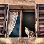 Animals-031