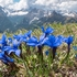 Spring Gentian (Gentiana verna)