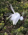 Great Egret breeding feathers blowing, Venice Rookery, Florida