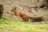 red Squirrel 4 (disambiguation).