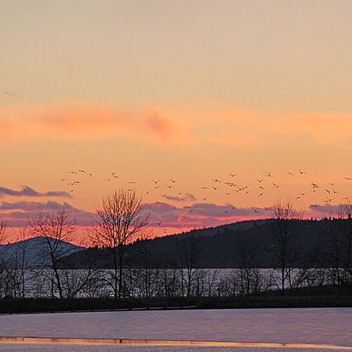 Seagulls fly towards the setting sun near Rothesay, New Brunswick.