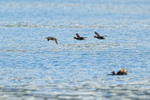 Three Surf Scoters flying past Sea Otter, Harriman Fiord, Alaska