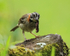 Rufous-collared Sparrow with caterpillar, Panama