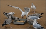 Feeding Time ( 3 )