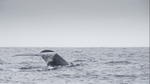 Blue Whale Fluke, Pico Island, Azores