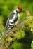 The Spotted Woodpecker