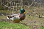 Mallard