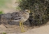 Stone Curlew