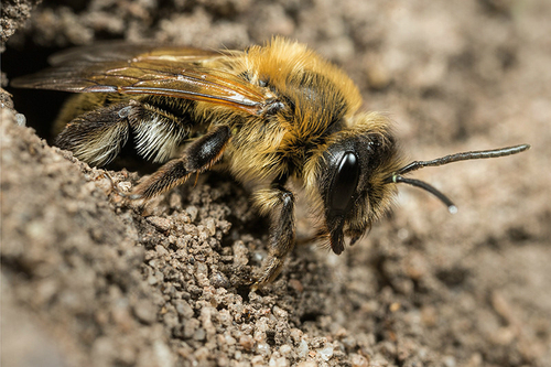 [i]Andrena carantonica[/i], female at nest entrance. Staffordshire garden; April 2015.