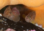 Pholis gunnellus