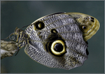 Butterfly 1 (Captive)