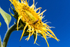 Sunflower aged 2