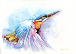 Kingfisher
