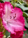 Close Up Of Azalea