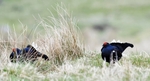 Teesdale  2018-04-16 18-37-48 