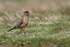 Falkland Thrush standing in grass, Carcass Island, Falklands