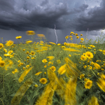 Monsoon lightning with flowers
