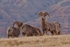 Big Horn Torrey Ridge 2 12 x 18