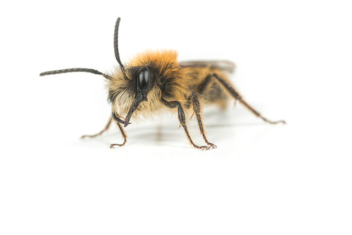 [i]Andrena fulva[/i] male. Staffordshire garden, April 2016. Note mandibles with "tooth" at base.