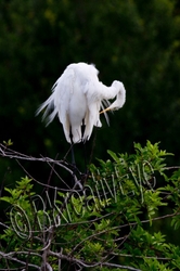 Birds 225