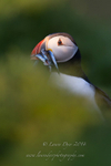 Puffin in the Green