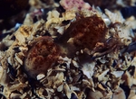 Molgula oculata (siphon)