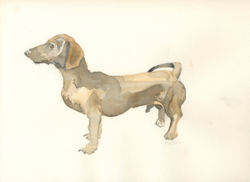 Sausage Dog