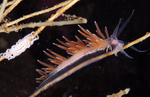 Fjordia sp.