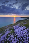 Sunset Thrift