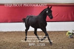 BPP_1785
