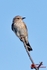 Spotted Flycatcher2